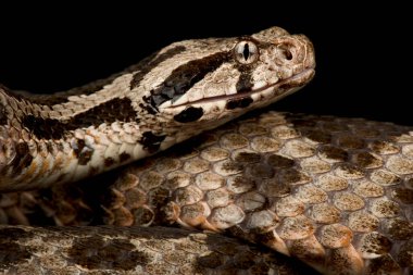 Osmanlı Viper 'i (Montivipera xanthina )