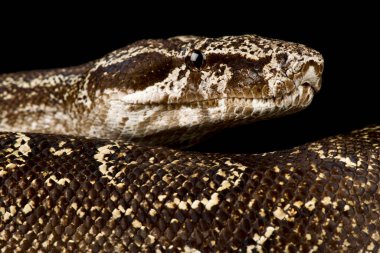 Osmanlı Viper 'i (Montivipera xanthina )