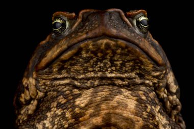 Kamış Kurbağası (Rhinella marinası)