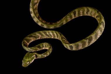 Bengkulu kedi yılanı (Boiga bengkuluensis)