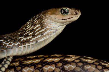 Keeled Rat Snake (Ptyas carinata)