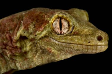Yeni Caledonian Mossy gecko (Mniarogekko chahoua)