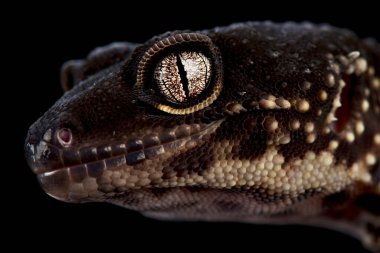 Siyah bir arkaplanda kertenkele portresini kapat