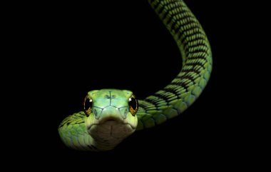 Son derece zehirli Boomargg (Dispholidus typus)