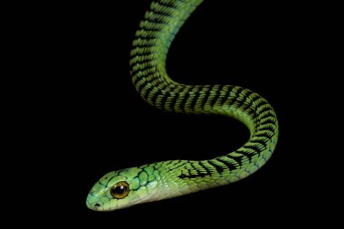 Son derece zehirli Boomargg (Dispholidus typus)