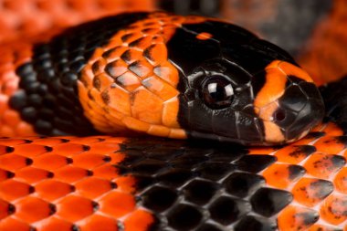 Honduras süt yılanı (Lampropeltis triangulum hondurensis)