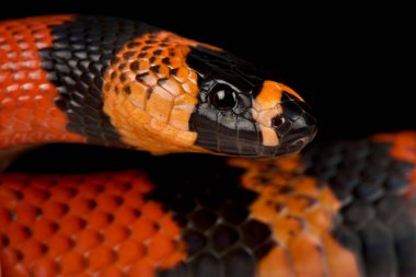 Honduras süt yılanı (Lampropeltis triangulum hondurensis)