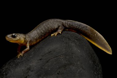 Melanistik İtalyan armalı semender (Triturus etoburu)