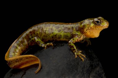 Pigme mermer semender (Triturus pigmaeus)