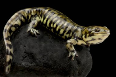Batı kaplan semenderi (Ambystoma mavortium diaboli)