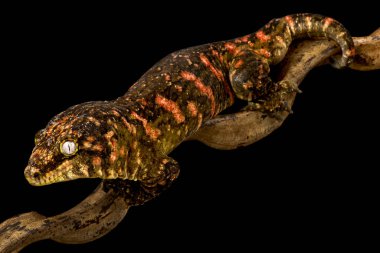 Siyah bir arkaplanda kertenkele portresini kapat