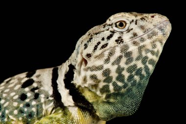 Siyah benekli kertenkele (Crotaphytus collaris melanomaculatus)
