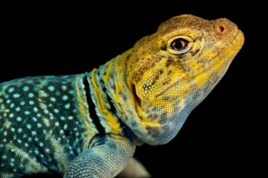 Sarı başlı kertenkele (Crotaphytus yaka auriceps)