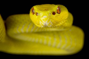 Sunda Adası pitengiri (Trimeresurus insularis) sarı