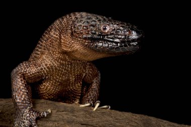 Chiapan Boncuklu Kertenkele (Heloderma alvarezii)