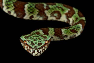 Geniş bantlı Tapınak Pitviper (Tropidolaemus laticinctus)