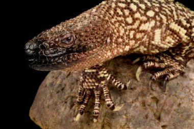 Ro Fuerte Boncuklu Kertenkele (Heloderma exasperatum)