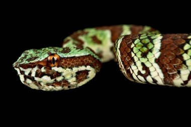 Geniş bantlı Tapınak Pitviper (Tropidolaemus laticinctus)