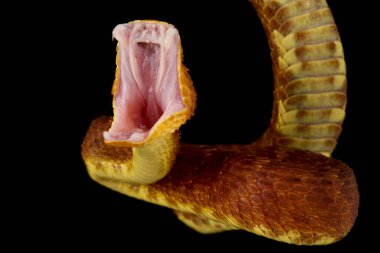 Bush Viper saldırısı (Atheris Squamigera)