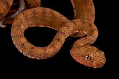 Filipinli pitenger (Parias flavomaculatus)