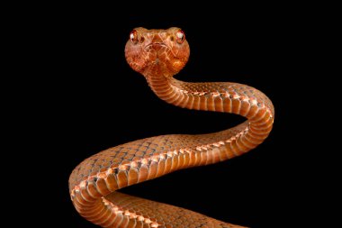 Filipinli pitenger (Parias flavomaculatus)