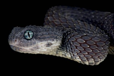 Kara çalı yılanı (Atheris squamigera)