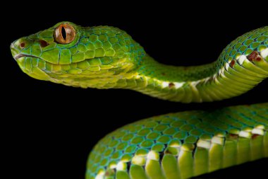 Filipinli pitenger (Parias flavomaculatus)