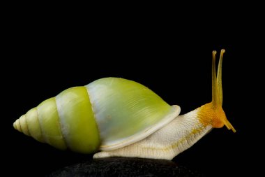 Yeşil ağaç salyangozu (Amphidromus atricallosus)