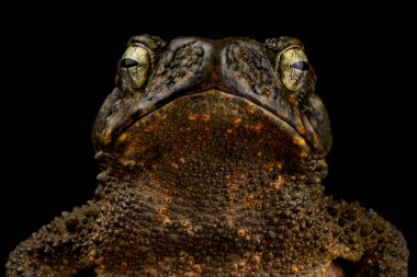 Asya dev kurbağası (Phrynoidis asper)