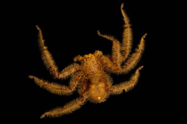 David Bowie Örümceği (Heteropoda Davidbowie)