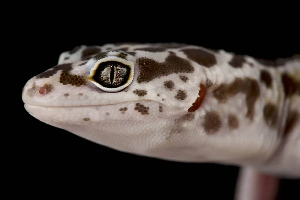 East Indian Leopard Gecko Eublepharis Fuscus — Stock Photo, Image