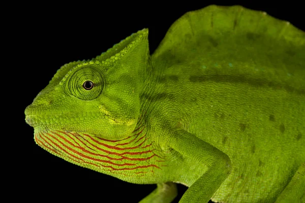 Camaleão Crested Trioceros Cristatus Animal — Fotografia de Stock