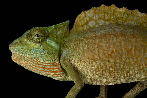 Caméléon Crête Trioceros Cristatus Animal — Photo