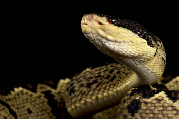 The Black-headed bushmaster (Lachesis melanocephala)