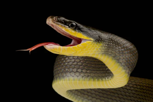 Суматранская Крысиная Змея Orthriophis Taeniurus Grabowskyi — стоковое фото