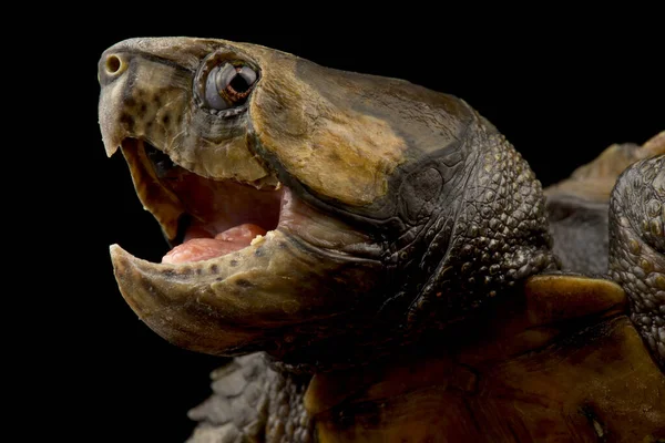 Big Headed Turtle Platysternon Megacephalum — Stock Photo, Image