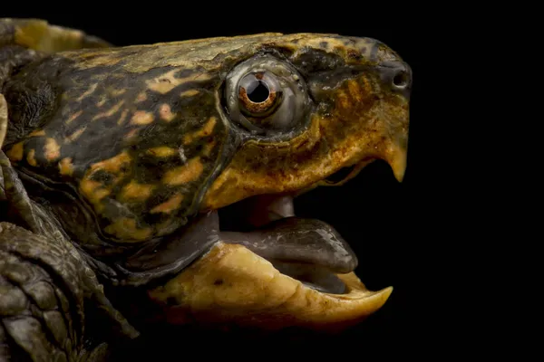 Big Headed Turtle Platysternon Megacephalum — Stock Photo, Image