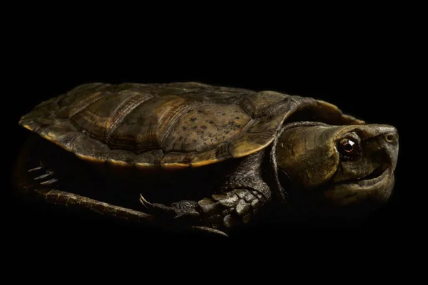 Büyük Başlı Kaplumbağa Platysternon Megacephalum — Stok fotoğraf