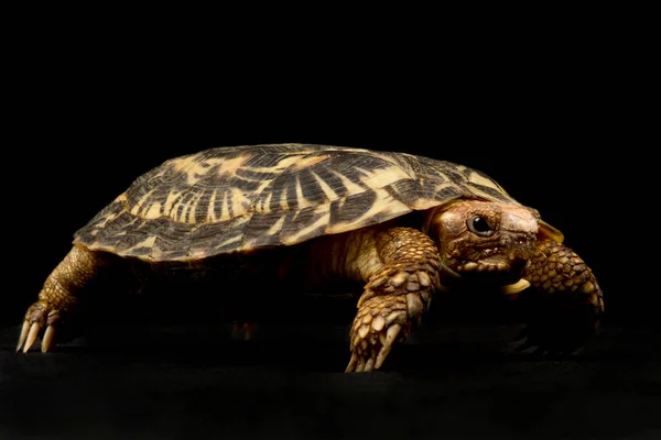 Блинная Черепаха Malacochersus Tornieri — стоковое фото