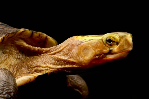 Yellow Margined Box Turtle Cuora Flavomarginata Sinensis — Stock Photo, Image