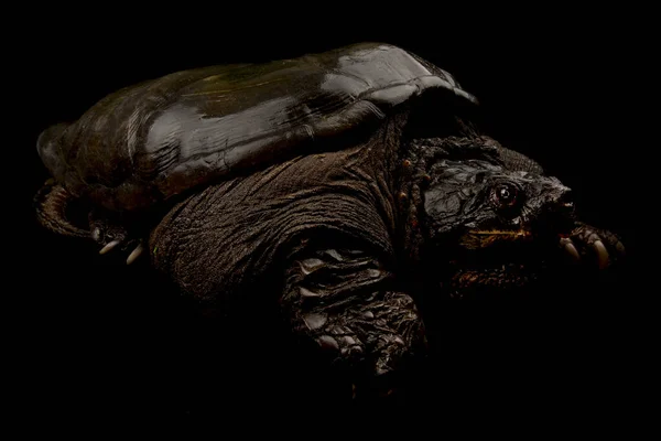 Коммон Снятая Черепаха Chelydra Serpentina — стоковое фото