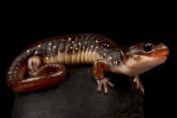 Arboreal Salamander Aneides Lugubris — стокове фото