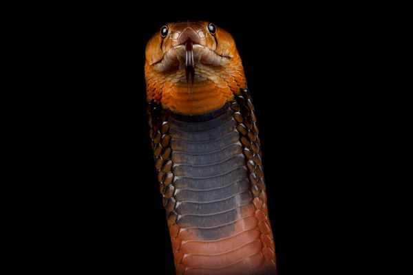 Rood Spuwende Cobra Naja Pallida — Stockfoto