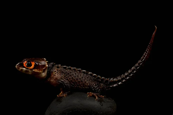 Piel Cocodrilo Ojos Rojos Tribolonotus Gracilis —  Fotos de Stock