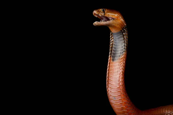 Červená Plivající Kobra Naja Pallida — Stock fotografie
