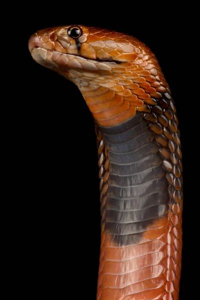 Cobra Bico Vermelho Naja Pallida — Fotografia de Stock