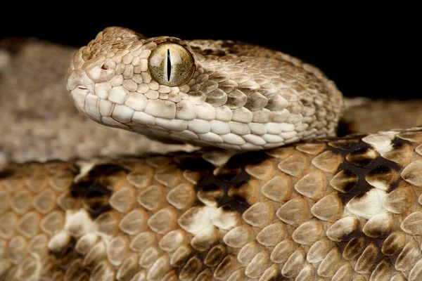 Vipera Indiana Sega Echis Carinatus — Foto Stock