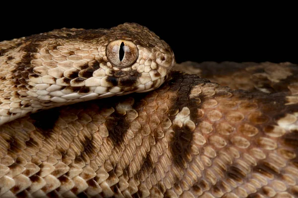 Zmije Indická Echis Carinatus — Stock fotografie