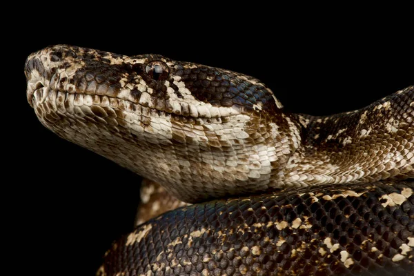 Argentijnse Boa Constrictor Boa Constrictor Occidentalis — Stockfoto