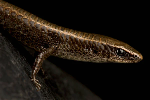 Underwood Spectacled Tegu Gymnophthalmus Underwoodi — Stock Photo, Image